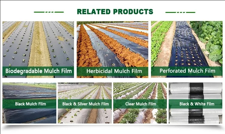 20mic 25um Silver Black Film Mulch Film Plastic Mulch Film
